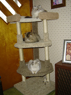 Cat Tree